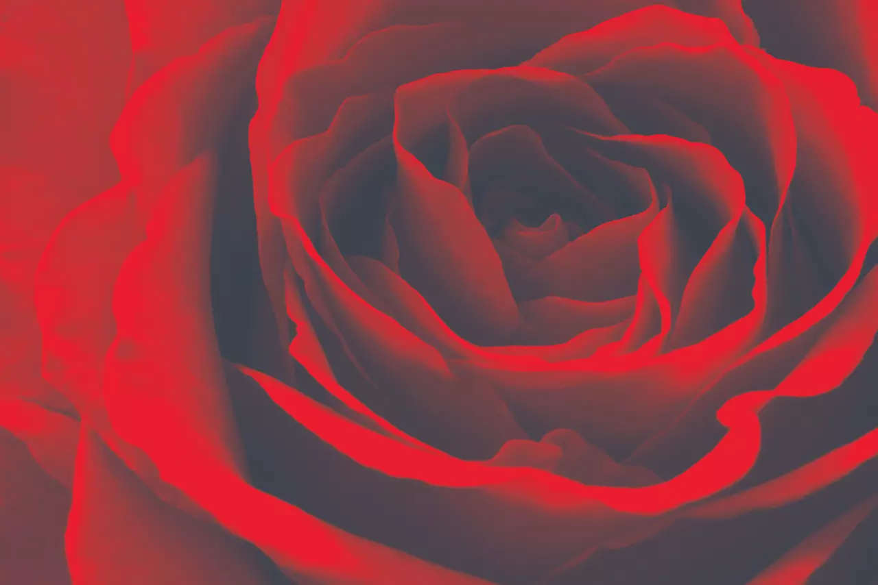 Red rose 