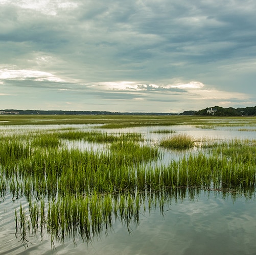 wetlands